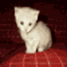 Kitty Cat GIF - Kitty Cat Scream GIFs