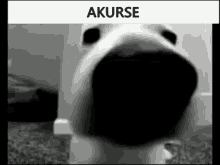 a black and white photo of a dog with akurse written on the top