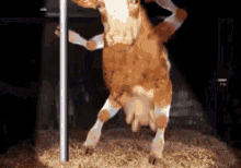 Cow GIF - Cow Dancing Oh My GIFs