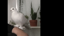 Dove Birds GIF - Dove Birds Stretch GIFs