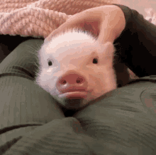 adorable pig