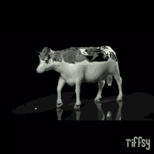 Cow GIF - Cow Milk Graphics GIFs