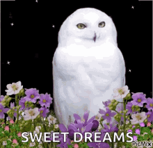 Sweet Dreams Owl GIF - Sweet Dreams Owl Stars GIFs