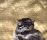 a cat is sitting on a striped blanket looking at the camera