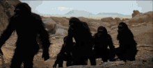 Monkey Gorilla GIF - Monkey Gorilla Bone GIFs