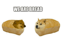 Bread Cheems GIF - Bread Cheems GIFs