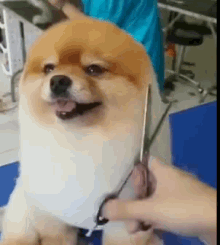 Cute Dog GIF - Cute Cut Dog GIFs