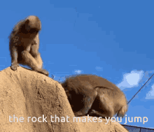 Monkey Rock GIF