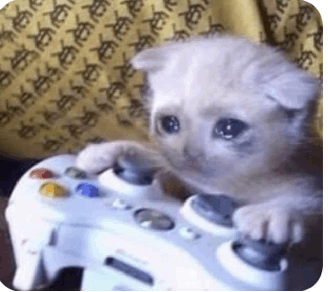 Sad Cat Holding Controller Meme - Sad Cat Holding Controller - Discover &  Share GIFs