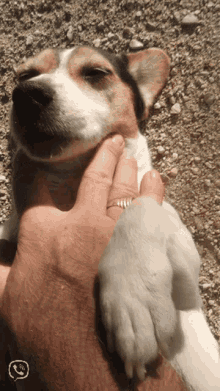 Sneezing Sneezing Dog GIF - Sneezing Sneezing Dog Cuddling GIFs