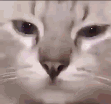 Sad Cat Comp Because Why Not GIF - Sad Cat Comp Because Why Not GIFs