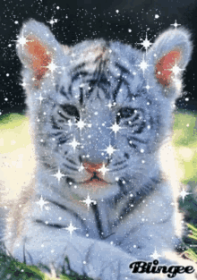 Tiger Sparkling GIF - Tiger Sparkling Cubs GIFs
