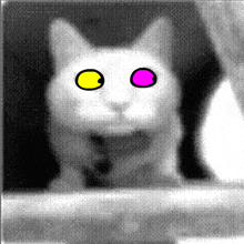 a black and white cat with yellow and pink eyes