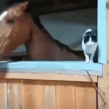 Horse Throw GIF - Horse Throw Cat GIFs