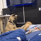 Wake Up Dog GIF - Wake Up Dog Shaking GIFs