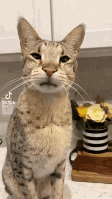 El Gato Big Nose GIF - El Gato Big Nose Snoot Cat GIFs