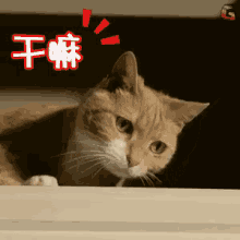 干嘛 猫咪 可爱 GIF - What Do You Want Kitten Cat GIFs