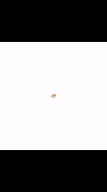 a close up of a kitten 's face with a white background