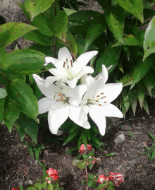 White Lilies GIF