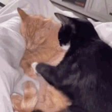 Cats Hugging GIF - Cats Hugging GIFs