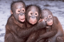 three baby monkeys are hugging each other and smiling for the camera