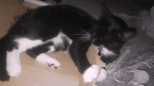 Cat Cardboard GIF - Cat Cardboard Cat Eating Cardboard GIFs
