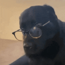 Dog Dog Glasses GIF - Dog Dog Glasses Dog Glasses Wtf GIFs