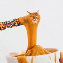 a cat 's head is sticking out of a bowl of peanut butter