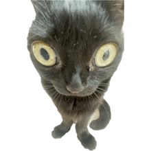 a close up of a black cat 's face with yellow eyes