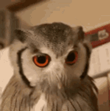 owl angry who stare