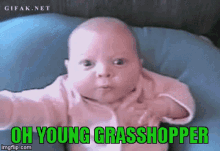 Young Grasshopper GIF - Young Grasshopper GIFs