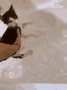 Scared Frightened GIF - Scared Frightened Bathing GIFs