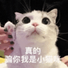 a close up of a white cat with chinese writing on it .