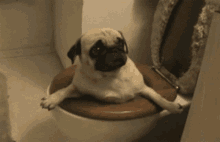 Pug Toilet GIF - Pug Toilet Cute GIFs
