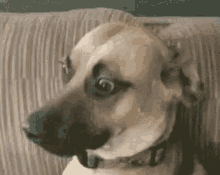 Awkward Dog GIF - Awkward Dog GIFs