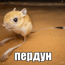 a small mouse with long legs is standing in the sand with a caption in russian