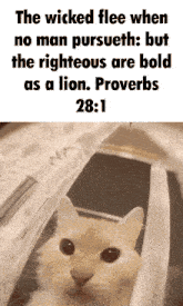 the wicked flee when no man pursueth but the righteous are bold as a lion proverb 28 1