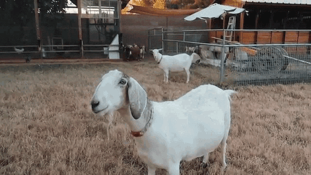 Goat Kevin Wolford GIF Goat Kevin Wolford Weed Em And Reap Discover Share GIFs