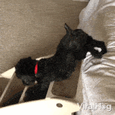 Stretching Dog GIF - Stretching Dog Viralhog GIFs