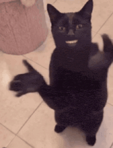 a black cat standing on its hind legs with its paws outstretched .
