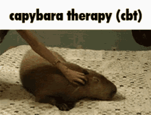 Cbt Capybara GIF - Cbt Capybara Capivara GIFs
