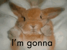Bunny Rabbit GIF - Bunny Rabbit Knock GIFs