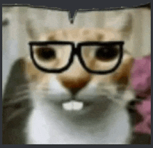 Nerd Cat GIF - Nerd Cat Nerd GIFs