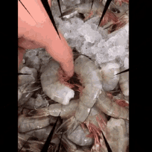 Seafood Shrimp GIF - Seafood Shrimp GIFs