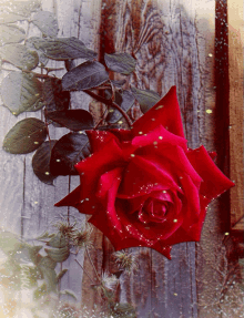 Snowy Rose GIF