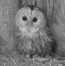 Staring Tawny Owl GIF - Staring Tawny Owl Robert E Fuller GIFs
