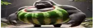 a gorilla is standing next to a large watermelon on its stomach .