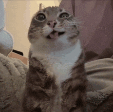 a cat with its tongue hanging out looks surprised
