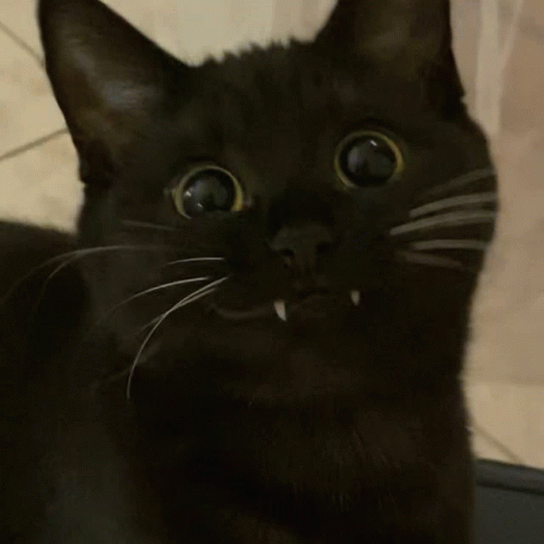 smiling black cat