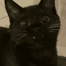 a close up of a black cat 's face with a surprised look on its face